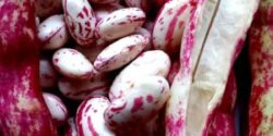 راز خوشمزگی لوبیا چیتی و ادویه خوراک لوبیا چیتی و علت سیاه شدن آن