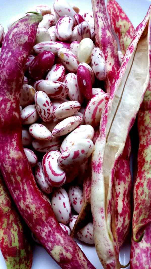راز خوشمزه شدن خوراک لوبیا نی نی سایت طرز تهیه لوبیا چیتی مجلسی ادویه خوراک لوبیا طرز تهیه کنسرو لوبیا چیتی خوشمزه ادویه خوراک لوبیا چیتی علت سیاه شدن لوبیا چیتی خوراک لوبیا چیتی خوشمزه ادویه خوراک لوبیا چیتی با قارچ