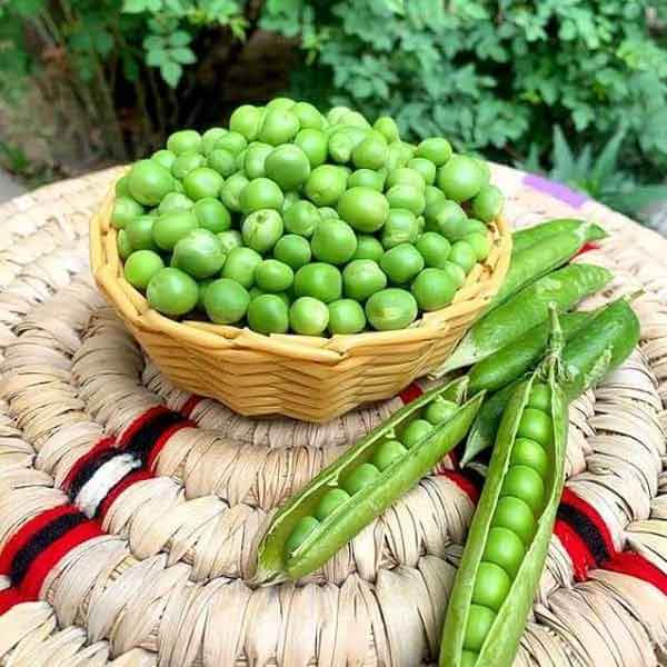 طرز تهیه کنسرو نخود فرنگی کنسرو نخود فرنگی به انگلیسی کنسرو نخود فرنگی را باید جوشاند طرز پخت نخود فرنگی با پوست قیمت کنسرو نخود فرنگی فریز کردن نخود فرنگی نخود فرنگی آبپز زمان پخت نخود فرنگی