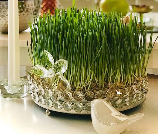 مدل سبزه عید زیباترین و قشنگ ترین ایده ها برای تزیین و کاشت سبزه عید