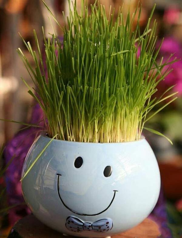 مدل سبزه عید زیباترین و قشنگ ترین ایده ها برای تزیین و کاشت سبزه عید