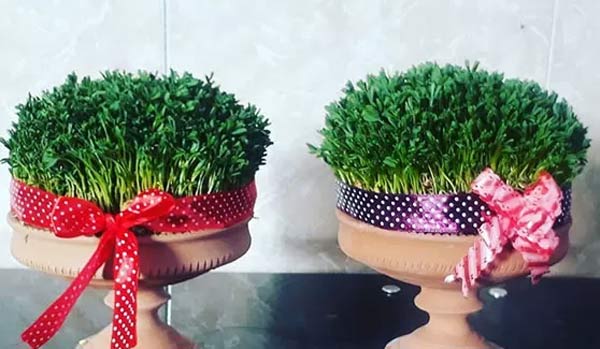 مدل سبزه عید زیباترین و قشنگ ترین ایده ها برای تزیین و کاشت سبزه عید