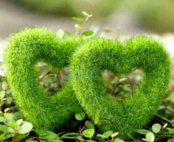 مدل سبزه عید زیباترین و قشنگ ترین ایده ها برای تزیین و کاشت سبزه عید