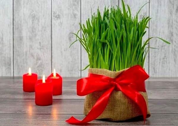 مدل سبزه عید زیباترین و قشنگ ترین ایده ها برای تزیین و کاشت سبزه عید