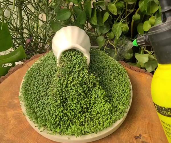 مدل سبزه عید زیباترین و قشنگ ترین ایده ها برای تزیین و کاشت سبزه عید