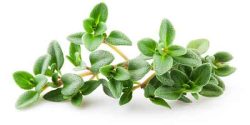 تعبیر خواب آویشن برای زن باردار و کاکوتی و چای کوهی و چیدن گیاه سبز