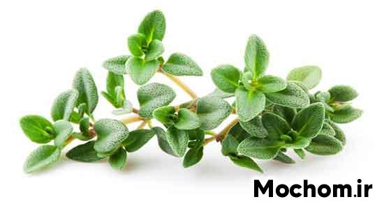 تعبیر خواب اویشن برای زن باردار تعبیر خواب کاکوتی تعبیر خواب چای کوهی تعبیر خواب چیدن گیاه سبز تعبیر خواب گیاه سبز برای دختر مجرد چیدن آویشن