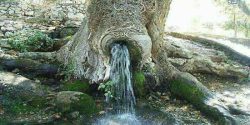 تعبیر خواب چشمه حضرت یوسف برای دختر مجرد و خوردن آب چشمه در کوه