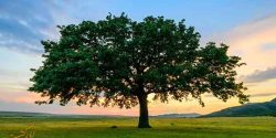 تعبیر خواب درخت به حضرت یوسف و درخت سبز و پربرگ برای دختر مجرد امام صادق