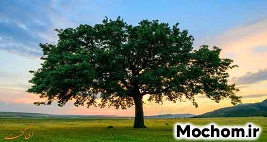 تعبیر خواب درخت به حضرت یوسف تعبیر خواب درخت سبز و پربرگ برای دختر مجرد تعبیر خواب درخت در خانه تعبیر خواب درخت خشک امام صادق تعبیر خواب درخت به امام صادق تعبیر خواب درخت قطع شده تعبیر خواب درخت میوه امام صادق تعبیر خواب درخت بید امام صادق