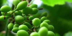 تعبیر خواب غوره امام صادق و حضرت یوسف و غوره سبز برای دختر مجرد روی درخت