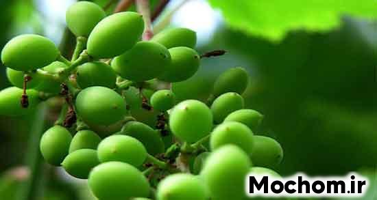 تعبیر خواب غوره امام صادق
تعبیر خواب غوره حضرت یوسف
تعبیر خواب غوره سبز برای دختر مجرد
تعبیر خواب غوره روی درخت
تعبیر خواب کندن غوره از درخت
تعبیر خواب غوره برای زن باردار
تعبیر خواب غوره خوردن
تعبیر خواب غوره نی نی سایت