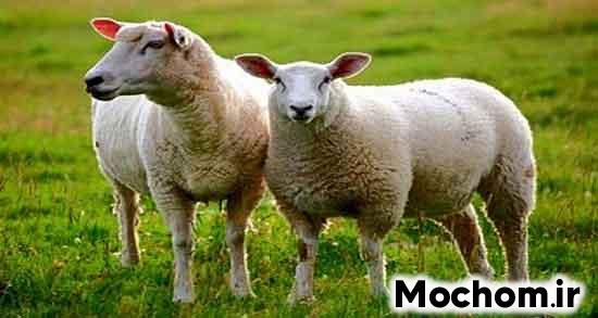 تعبیر خواب گله گوسفندان حضرت یوسف تعبیر خواب گوسفند برای دختر مجرد تعبیر خواب گوسفندان امام صادق تعبیر خواب گوسفندی که حمله میکند امام صادق تعبیر خواب گوسفند برای زن متاهل تعبیر خواب گوسفندان در خانه تعبیر خواب گوسفند هدیه گرفتن از مرده تعبیر خواب گوسفندان زنده