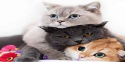 تعبیر خواب گربه مرده امام صادق و حضرت یوسف و گربه های زیاد در خانه