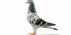 تعبیر خواب کبوتر از یوسف نبی و تعبیر خواب کبوتر سیاه و سفید امام صادق در خانه