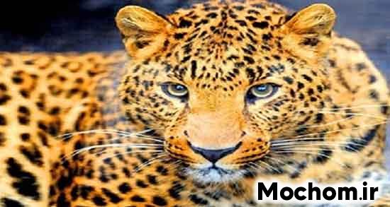 تعبیر خواب حمله پلنگ به انسان تعبیر خواب فرار از پلنگ تعبیر خواب پلنگ برای دختر مجرد تعبیر خواب پلنگ حضرت یوسف تعبیر خواب پلنگ امام صادق تعبیر خواب پلنگ سیاه حضرت یوسف تعبیر خواب پلنگ وحشی تعبیر خواب پلنگ سیاه و سفید