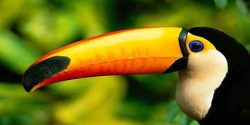 تعبیر خواب پرنده زیبا و رنگارنگ امام صادق و حضرت یوسف برای دختر مجرد در خانه