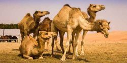 تعبیر خواب شتر امام صادق و حضرت یوسف در خانه و در حال دویدن و شتر سواری