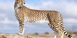 تعبیر خواب یوزپلنگ امام صادق و حضرت یوسف برای دختر مجرد و یوز پلنگ اهلی