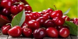 تعبیر خواب آلبالو حضرت یوسف و آلبالو چیدن برای دختر مجرد و زن باردار