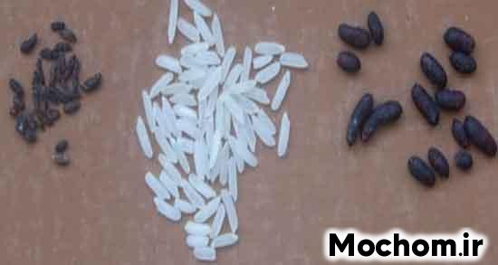 تعبیر خواب فضله موش روی فرش تعبیر خواب فضله موش در غذا تعبیر خواب فضله موش در آرد تعبیر خواب فضله موش در برنج تعبیر خواب فضله موش روی لباس تعبیر خواب فضله موش در رختخواب تعبیر خواب فضله موش در دهان دیدن فضله موش در برنج