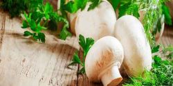 تعبیر خواب قارچ دراوردن از زمین و قارچ سفید زیاد امام صادق و یوسف پیامبر