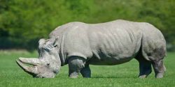 تعبیر خواب کرگدن و فرار از کرگدن برای دختر مجرد و کرگدن سفید ابن سیرین