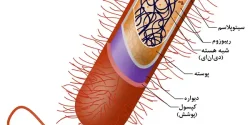 کپسول باکتری + خواص و کاربرد و بهترین زمان مصرف و عوارض آن