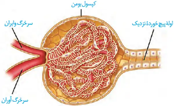 کپسول بومن + خواص و کاربرد و بهترین زمان مصرف و عوارض آن