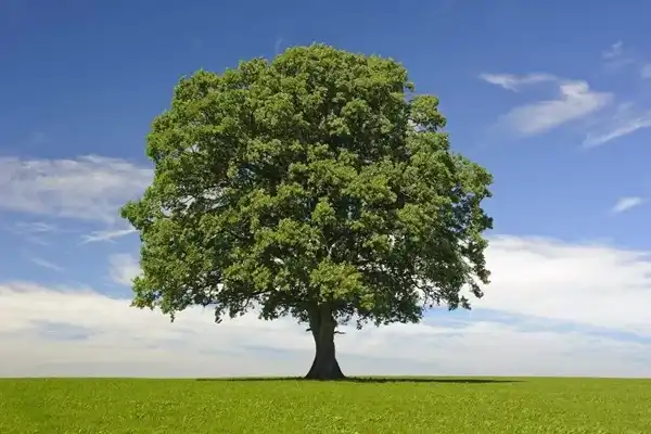 تعبیر خواب درخت + معنی درخت و کاشتن درخت در خواب چیست