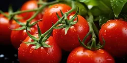 تعبیر خواب گوجه فرنگی + معنی گوجه فرنگی در خواب از دید ابن سیرین