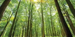 تعبیر خواب جنگل + معنی جنگل در خواب از دید ابن سیرین