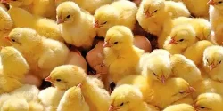 تعبیر خواب جوجه + معنی جوجه در خواب های ما چیست