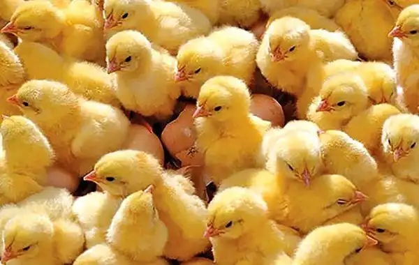 تعبیر خواب جوجه + معنی جوجه در خواب های ما چیست
