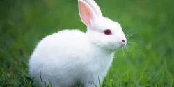 تعبیر خواب خرگوش + معنی خرگوش در خواب های ما چیست