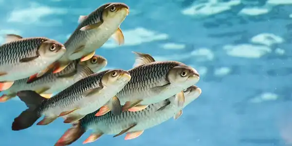  تعبیر خواب ماهی + دیدن ماهی در خواب از دید امام صادق