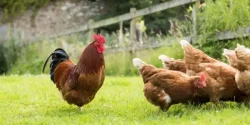 تعبیر خواب مرغ + معنی مرغ در خواب های ما چیست