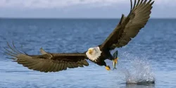 تعبیر خواب عقاب + معنی عقاب در خواب از دید امام صادق