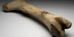 تعبیر خواب استخوان + استخوان در خواب نماد چیست
