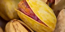 تعبیر خواب پسته + معنای پسته در خواب های ما چیست