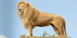 تعبیر خواب شیر جنگل + معنی شیر جنگل در خواب ها چیست
