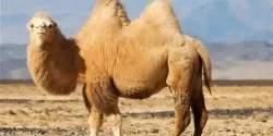 تعبیر خواب شتر + معنی شتر در خواب از دید امام صادق