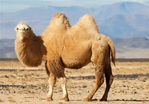 تعبیر خواب شتر + معنی شتر در خواب از دید امام صادق