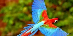 تعبیر خواب طوطی + معنی طوطی در خواب نشانه چیست