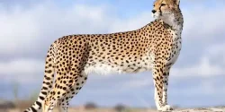 تعبیر خواب یوزپلنگ + معنای دیدن یوزپلنگ در خواب از دید حضرت یوسف