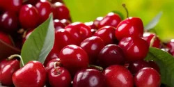 تعبیر خواب آلبالو + از دید امام صادق و حضرت یوسف و ابن سیرین