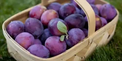 تعبیر خواب آلو + از دید امام صادق و از دید حضرت یوسف و ابن سیرین