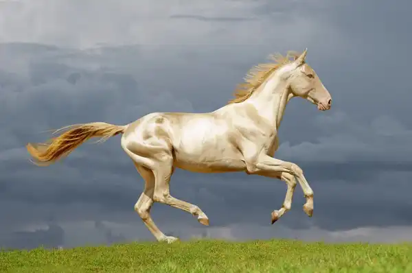 تعبیر خواب اسب + معنای اسب در خواب از دید امام صادق