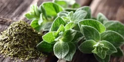 تعبیر خواب آویشن + معنی آویشن در خواب از دید امام صادق
