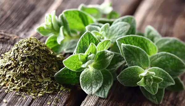 تعبیر خواب آویشن + معنی آویشن در خواب از دید امام صادق (ع)